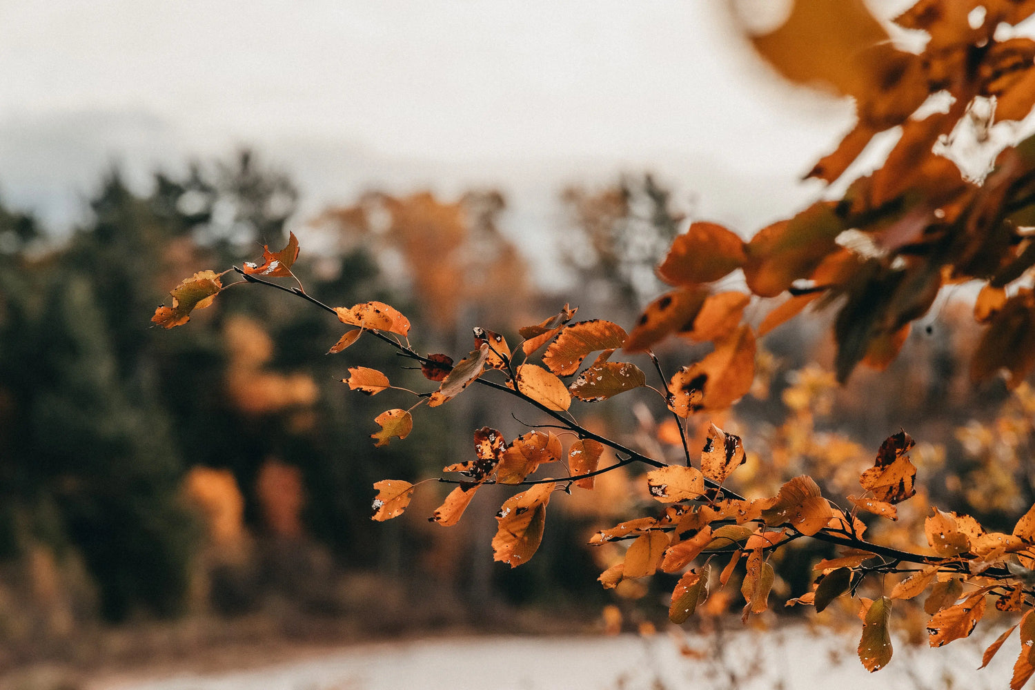 Fall Harvest Aroma: A Deeper Meaning of Giving