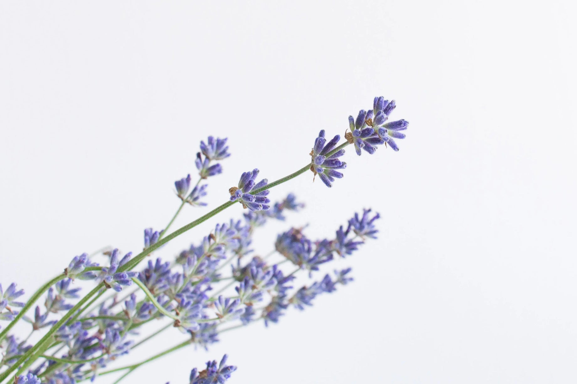 Lavender Oil Uses - Bath Time